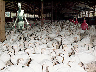withflock.jpg